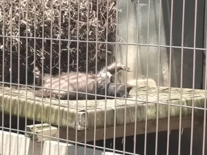 ラーテル