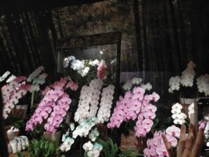 蘭の花